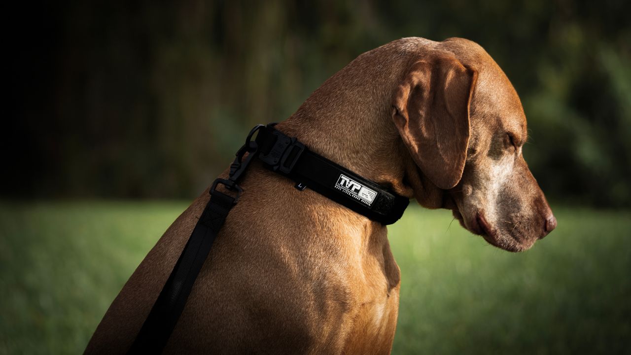 Introducing the T.V.P. Pet Collection: Honor, Loyalty, and Unwavering Support