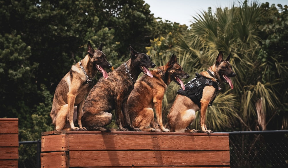 Til Valhalla Project Partners with the Navy SEAL Museum and their K9 Project
